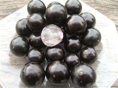 Jabuticaba: The Tree That Bear Fruits on its Trunk | Amusing Planet