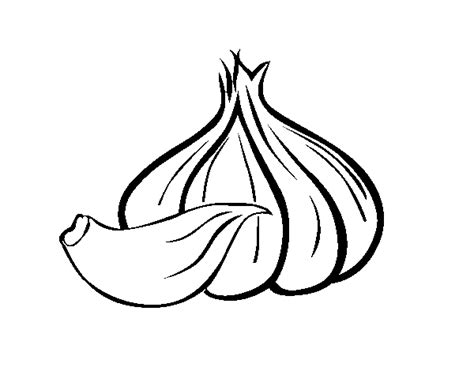 Garlic Drawing at GetDrawings | Free download