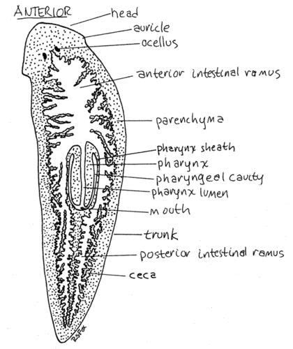 Planaria | Medical school art, Biology, Zoology