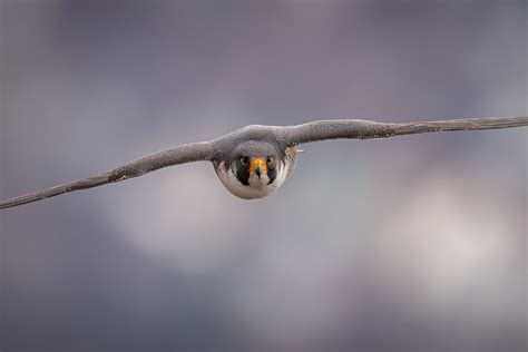 Peregrine Falcon Speed: How Fast Is A Peregrine Falcon?