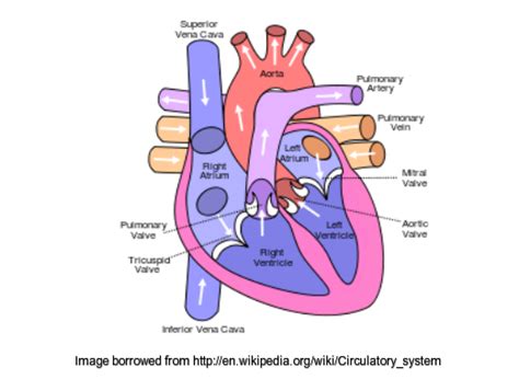 Human Circulatory System Heart