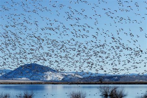 Bird migration is one of nature’s great wonders. Here’s how they do it ...