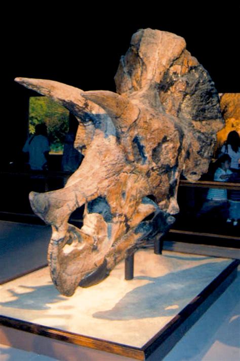 'Triceratops Skull' by TADASHI-STATION on DeviantArt