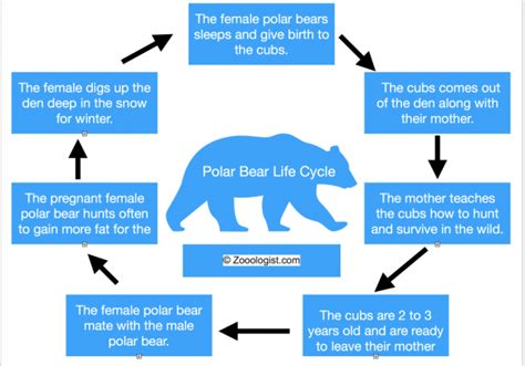 Polar Bear Life Cycle - Birth to Death, Stages, Facts, Diagram, Worksheet