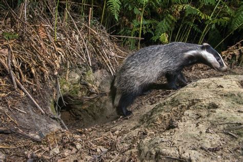 Suffolk news: Villagers left fuming as badger den forces council to ...