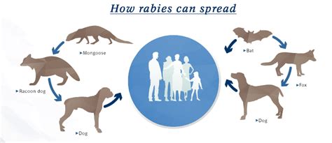 cara-penularan-rabies - VAXCORP INDONESIA