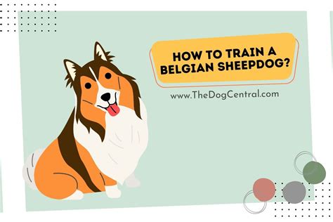 How to Train a Belgian Sheepdog? | The Dog Central