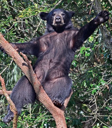 Living in Bear Country: FWC Primer Florida Residents as Sightings Increase