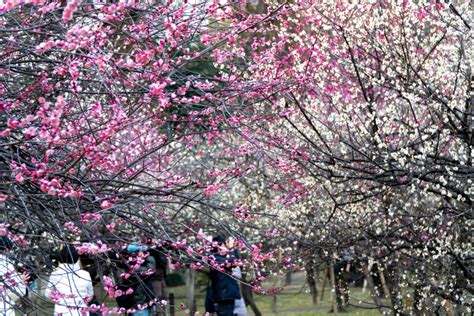 Shukkeien Garden, Hiroshima - Tourist in Japan