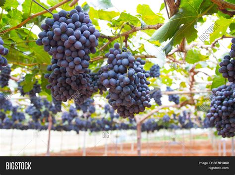 Grapes Vineyard Image & Photo (Free Trial) | Bigstock