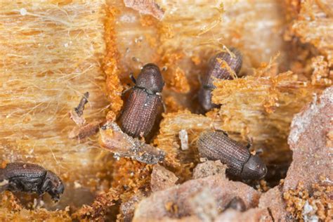 What Is The Lifecycle Of A Woodworm? - Damp Proofing & Basement Conversions