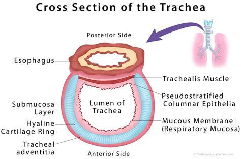 Trachea Cross-Section Anatomy