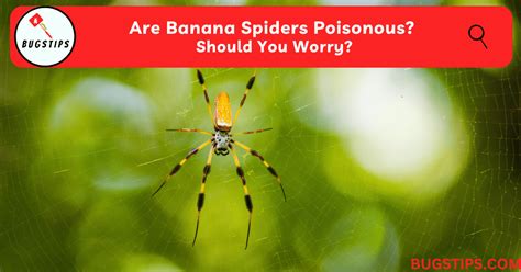 Are Banana Spiders Poisonous? Should You Worry? - BugsTips