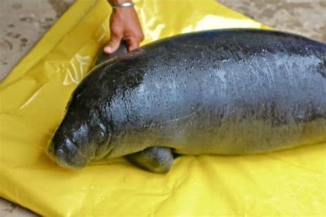 Our Encounter With A Rare Amazon Manatee In Peru