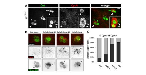 Cyclin A protein levels oscillate during endocycles. (A) Immunostaining ...