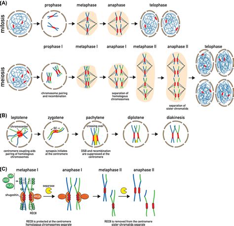 Meiosis-specific adaptations of centromeres (A) Overview of meiotic ...