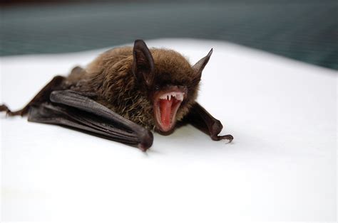 Bat Facts, Types, Classification, Habitat, Diet, Adaptations