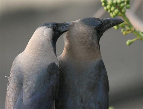 House crow (Corvus splendens)