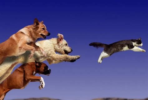 Create meme "dog chasing cat, flying dog, jumping dog" - Pictures ...