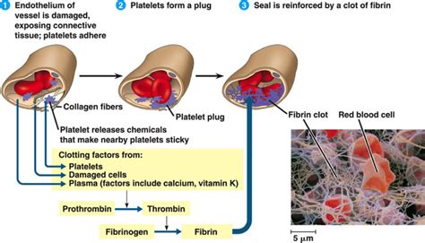 The Diagram Shows Three Steps In The Clotting Process Coagul