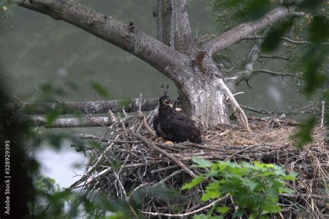 Feeding the Eaglet Stock Photo | Adobe Stock