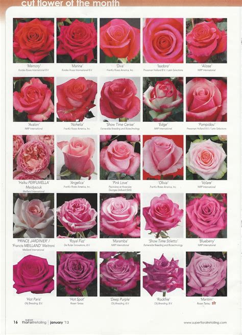 flower classroom: 2013 New Rose Varieties, published in Super Floral ...