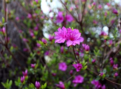 Pink Flower Closeup with Faded Background Stock Photo - Image of bush ...