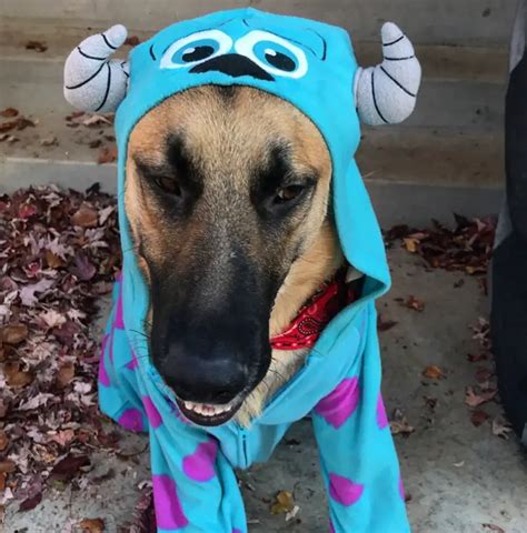 40+ Best German Shepherd Halloween Costume Ideas - The Paws