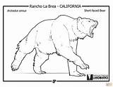 Coloriage  Ours Court Géant Préhistorique Arctodus Simus sketch template