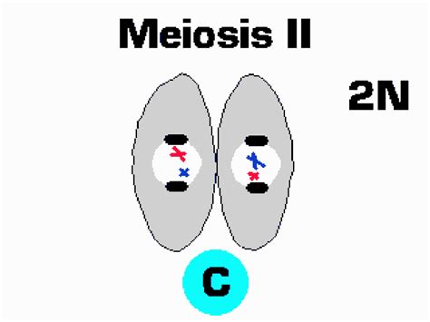 See an Animated View of Meiosis Cell Division: Meiosis Animation Meiosis, Cell Division ...