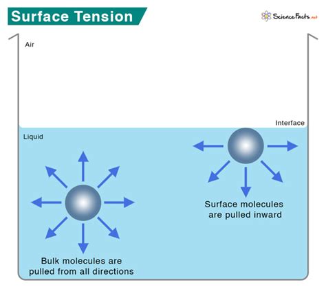Surface Tension: Definition, Examples, and Unit