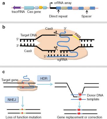 CRISPR-Cas9 for in vivo Gene Therapy: Promise and Hurdles: Molecular ...