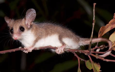 Australia’s possums and gliders