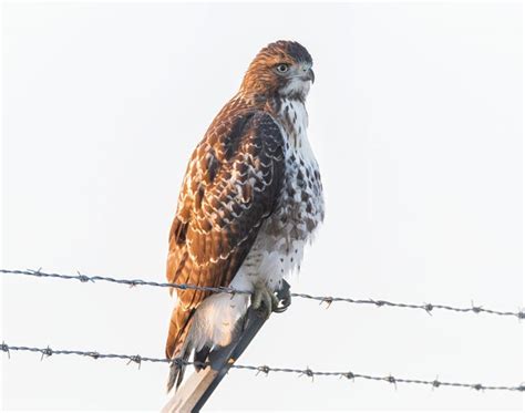 Nature | Red-tailed hawks a soaring success story across Ohio, continent