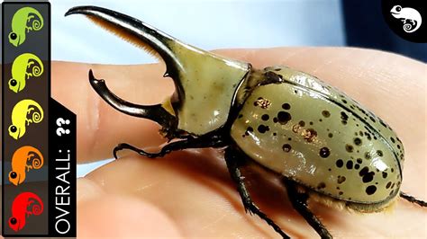 Western Hercules Beetle, The Best Pet Insect? – Pet News Live