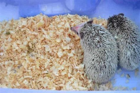 10 Super Tips For The Best Bedding For A Hedgehog (Amazing) – African Pygmy Hedgehogs