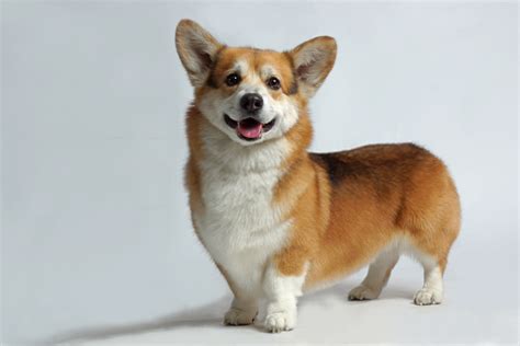 Shiba Inu Corgi Mix? – Are These Desirable?