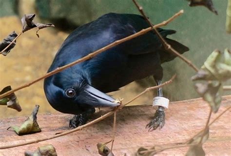 Social Learning Evident in New Caledonian Crows - Neuroscience News