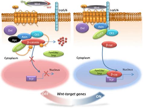 The Wnt/ β -catenin signaling pathway. In the Wnt-off state, defined by... | Download Scientific ...