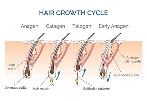 Free Vector | Hair growth cycle. Hair cycle, science phase hair, human hair growth.