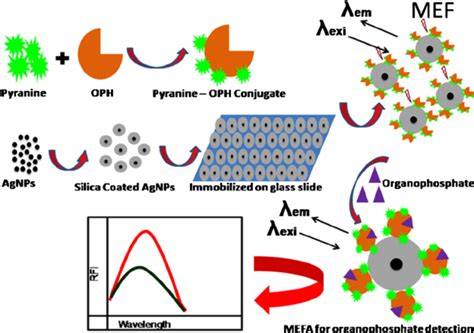 Schematic representation of organophosphates detection by pyranine-OPH... | Download Scientific ...