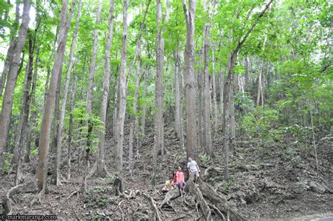 Bohol Man-Made Forest - Philippines Tour Guide