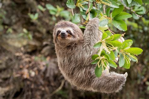 6 of the Best Places to See Sloths in Central and South America (with ...