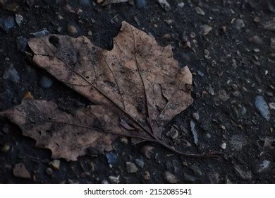 1,481 Leaf Before After Images, Stock Photos, 3D objects, & Vectors | Shutterstock