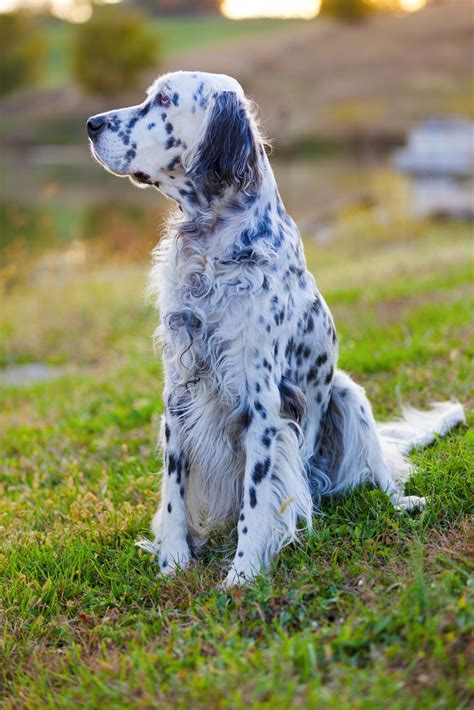 English Setter - Dog-Breeds.net