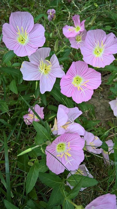 Texas Native Flowers For A Breathtaking Garden | Ajax Moving Services