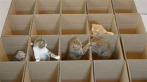 Watch These 9 Gorgeous Kitties Enjoying Their Cardboard Maze