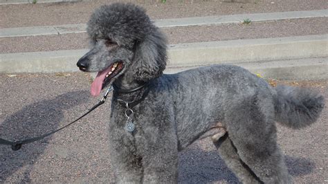 Shaved Poodle - What Does a Poodle Look Like Without a Haircut?