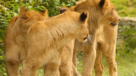 VIDEO: Adorable Lion Cubs Celebrate 1st Birthday at Bronx Zoo – NBC New York