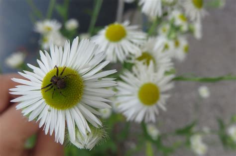 Weed of the Month: Fleabane - Brooklyn Botanic Garden